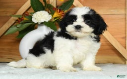 Teddy Bear dogs for sale: Sabrina - Image 6