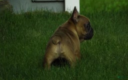 French Bulldog dogs for sale: Buddy - Image 1