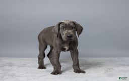 Great Dane dogs for sale: Callie - Image 4