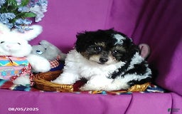 Toy Poodle dogs for sale: Captain - Image 4