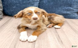 Miniature Australian Shepherd dogs for sale: Manny - Image 3