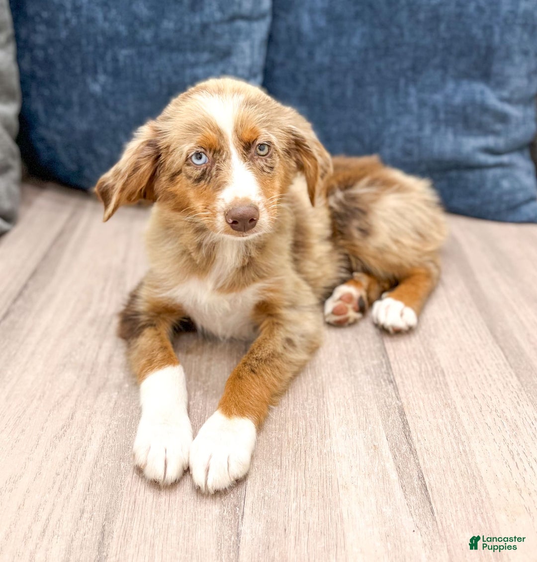 Miniature Australian Shepherd dogs for sale: Manny - Image 3