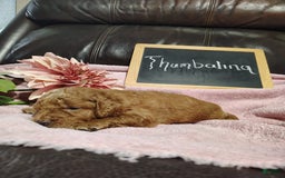 Mini Goldendoodle dogs for sale: Thumbelina - Image 9