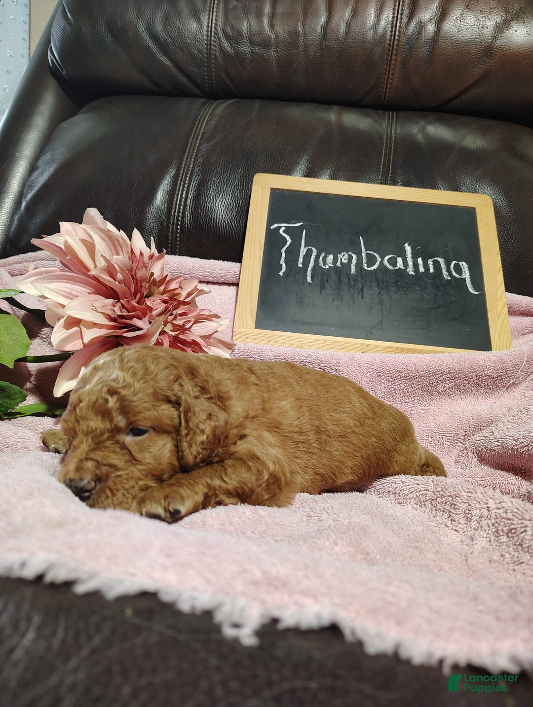 Mini Goldendoodle dogs for sale: Thumbelina - Image 9