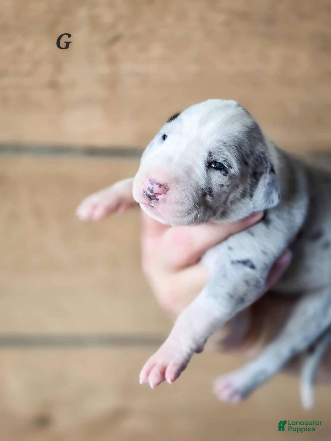 Great Dane dogs for sale: Luna - Image 2