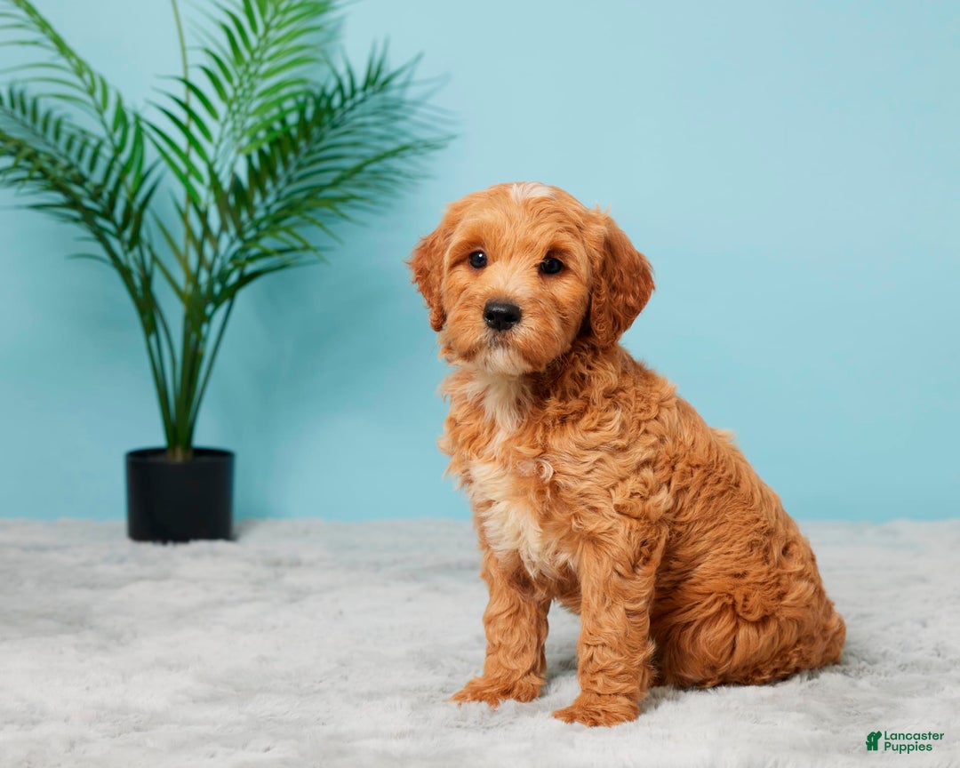 Mini Goldendoodle dogs for sale: Missie - Image 2
