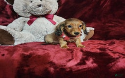 Miniature Dachshund dogs for sale: JOSIE - Image 8