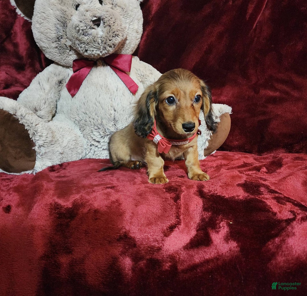 Miniature Dachshund dogs for sale: JOSIE - Image 8