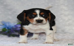 Beagle dogs for sale: Wiggles - Image 6