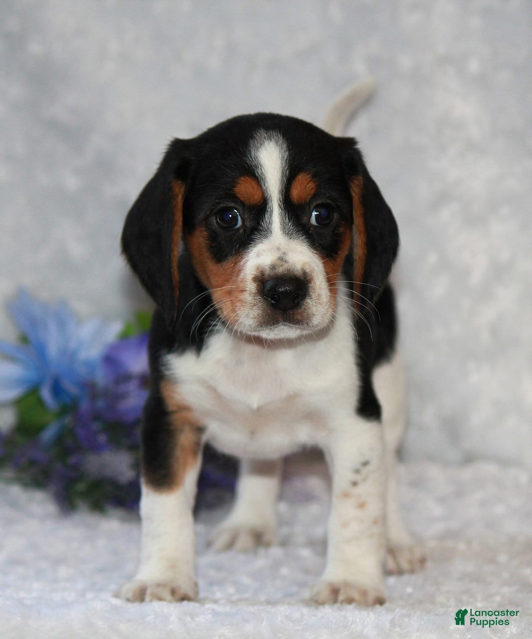 Beagle dogs for sale: Wiggles - Image 6