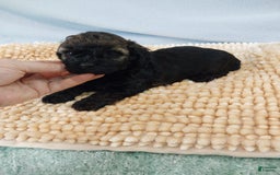 Toy Poodle dogs for sale: Toy Poodle 2 puppies - Image 4