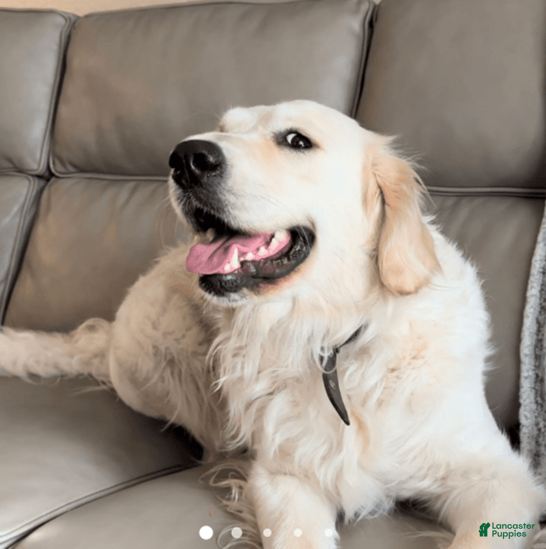 Goldendoodle dogs for sale: Boy 5 - Image 2