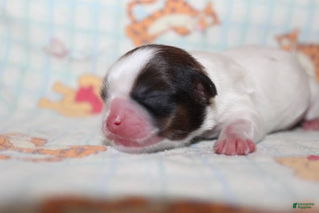 Shih Tzu dogs for sale: Anya Boy 4 - Image 6