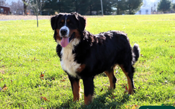 Bernese Mountain Dog dogs for sale: Phoebe AKC - Image 9