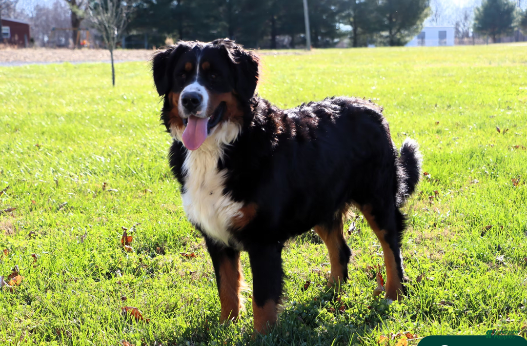 Bernese Mountain Dog dogs for sale: Phoebe AKC - Image 9