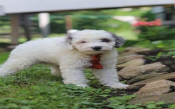 Mini Aussiedoodle dogs for sale: Diamond - Image 4
