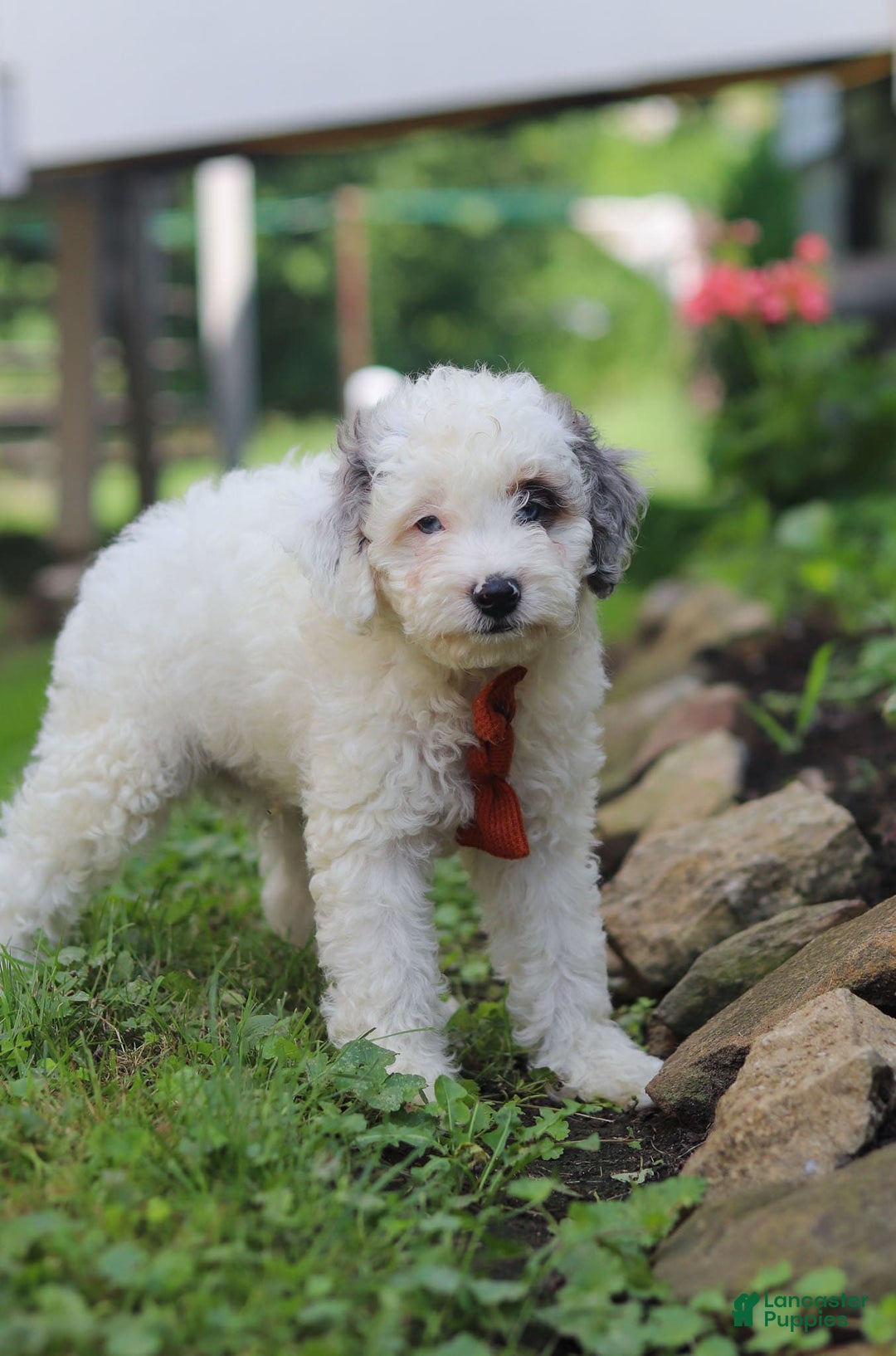 Mini Aussiedoodle dogs for sale: Diamond - Image 4