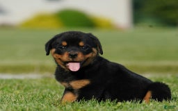 Rottweiler dogs for sale: Kobe - Image 5