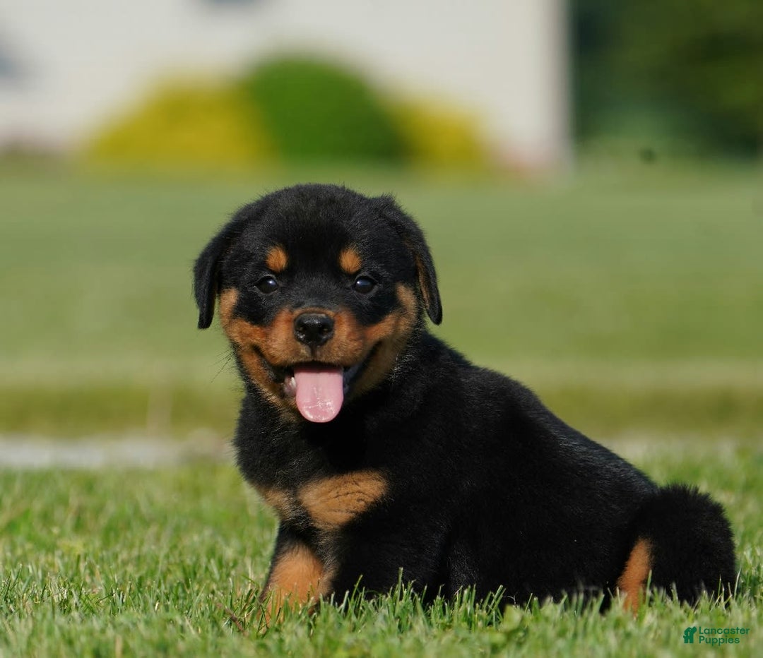 Rottweiler dogs for sale: Kobe - Image 5