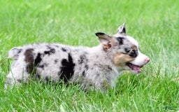 Australian Shepherd dogs for sale: Luna - Image 4