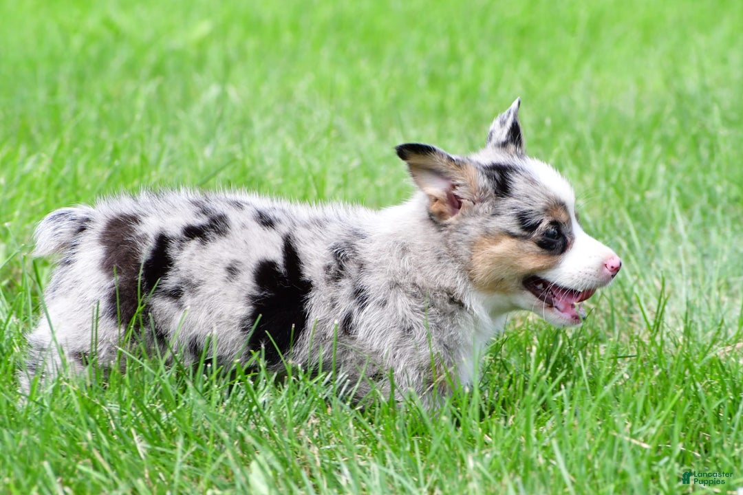 Australian Shepherd dogs for sale: Luna - Image 4