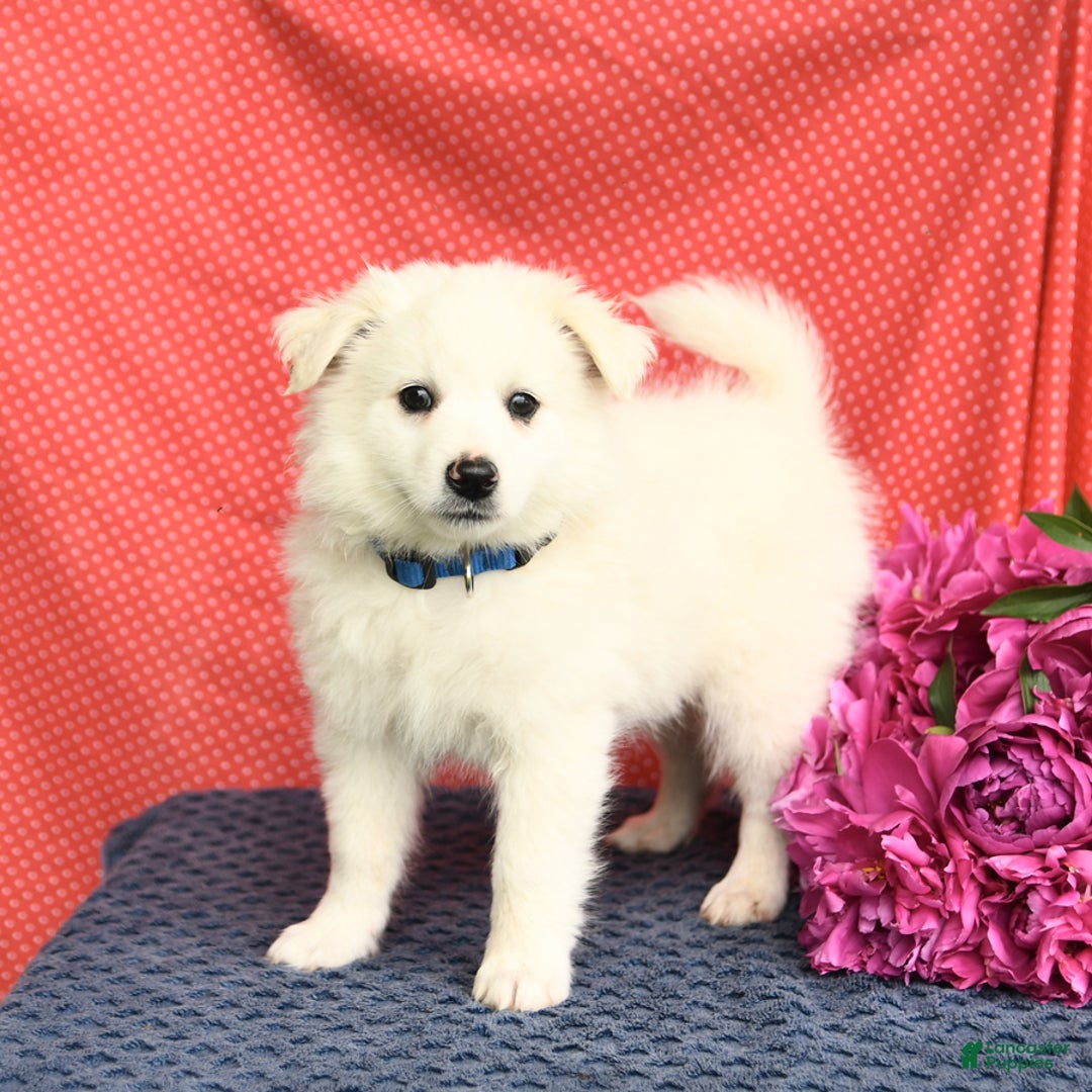 American Eskimo dogs for sale: Mars - Image 9