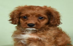 Cavapoo dogs for sale: Indy - Image 6