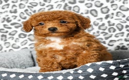 Cavapoo dogs for sale: Felicia - Image 4