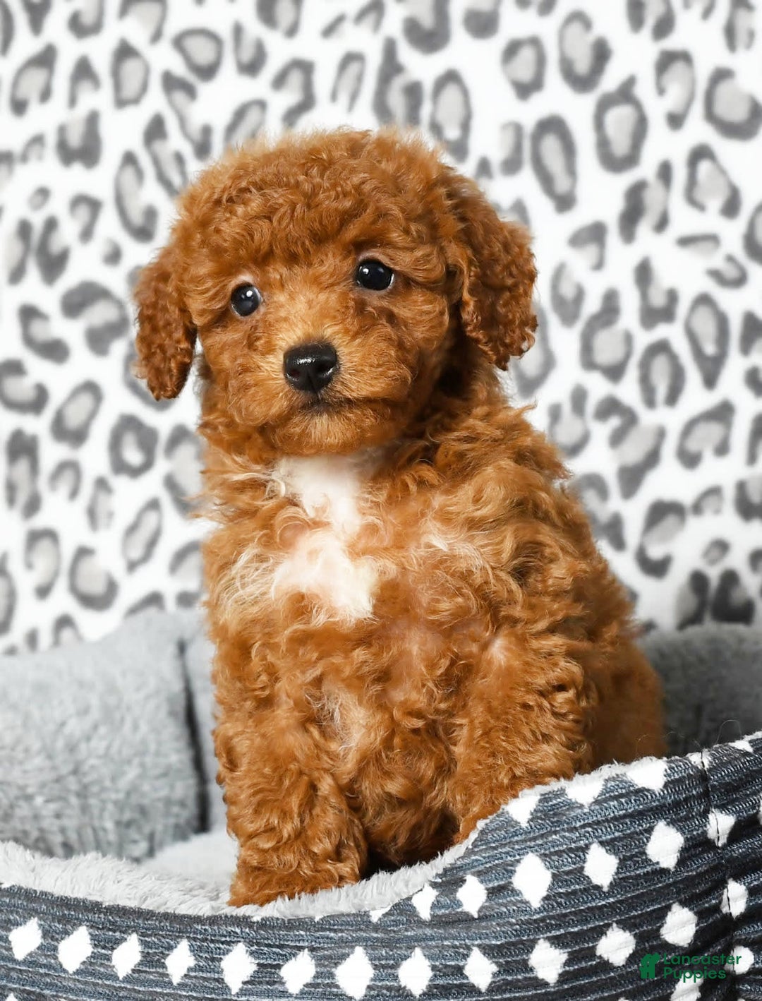 Cavapoo dogs for sale: Felicia - Image 4