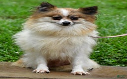 Pomeranian dogs for sale: Sylis - Image 9