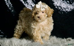 Maltipoo dogs for sale: Beyonce - Image 4