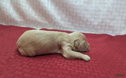 Cockapoo dogs for sale: Nadine - Image 12