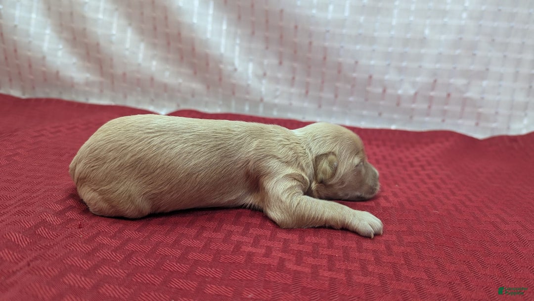 Cockapoo dogs for sale: Nadine - Image 12