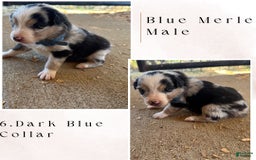 Australian Shepherd dogs for sale: Dark Blue Collar - Image 1