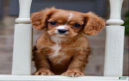 Cavalier King Charles Spaniel dogs for sale: Louie - Image 5