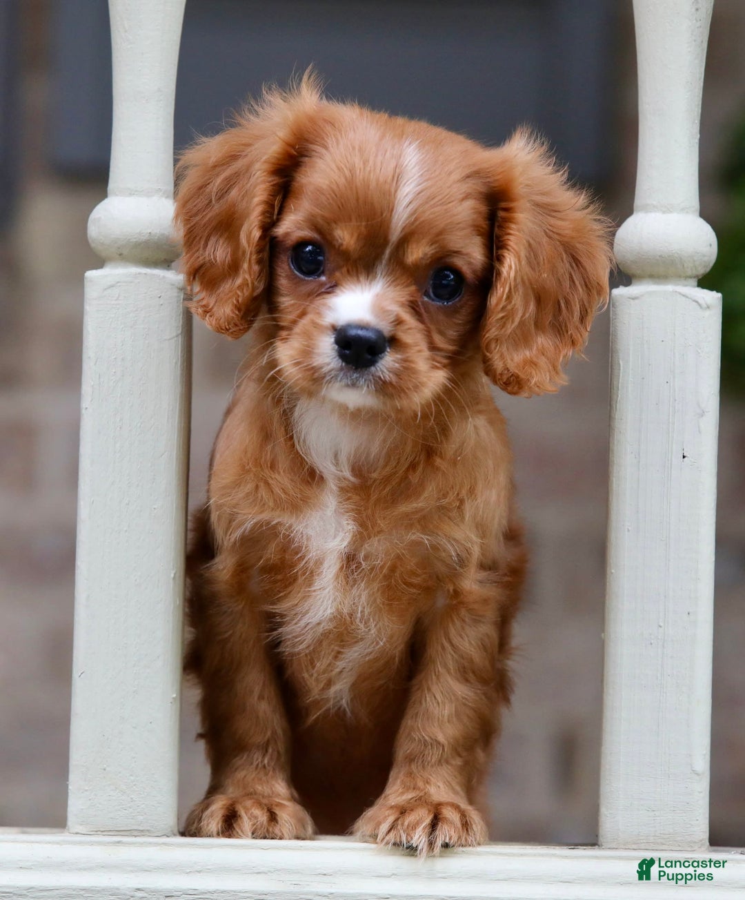 Cavalier King Charles Spaniel dogs for sale: Louie - Image 5