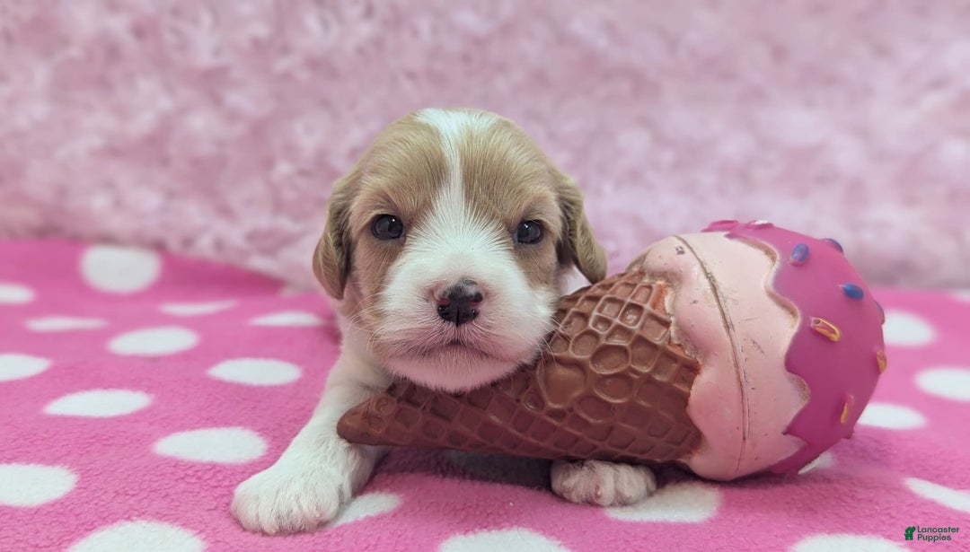 Cockapoo dogs for sale: Betsy - Image 2