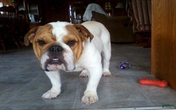 English Bulldog dogs for sale: Reba - Image 18