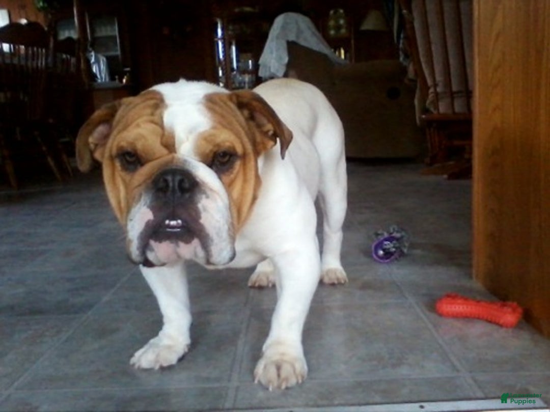 English Bulldog dogs for sale: Reba - Image 18