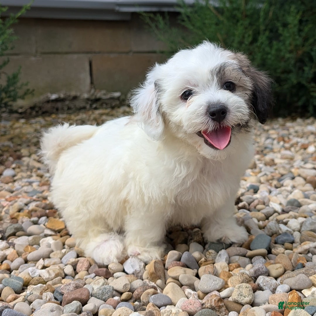 Teddy Bear dogs for sale: Cloud - Image 5