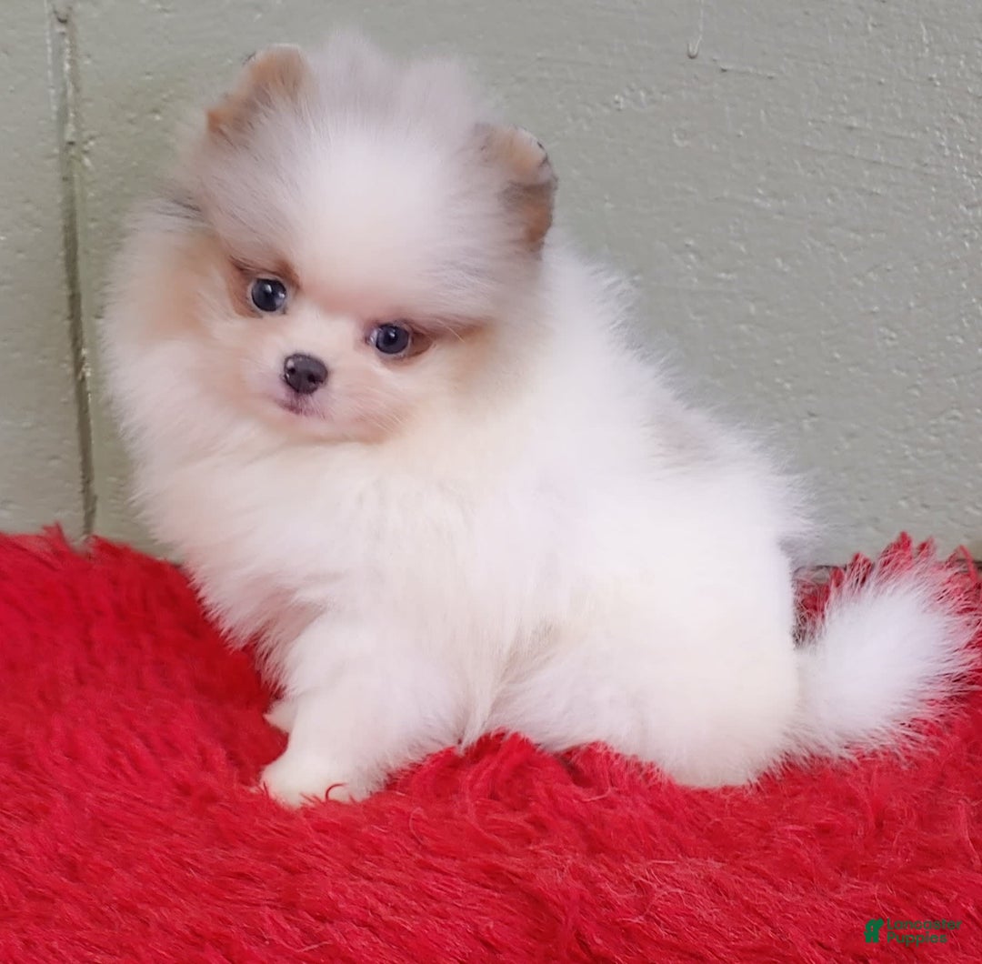 Pomeranian dogs for sale: Joker - Image 6
