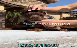 Doberman Pinscher dogs for sale: Malibu - Image 19