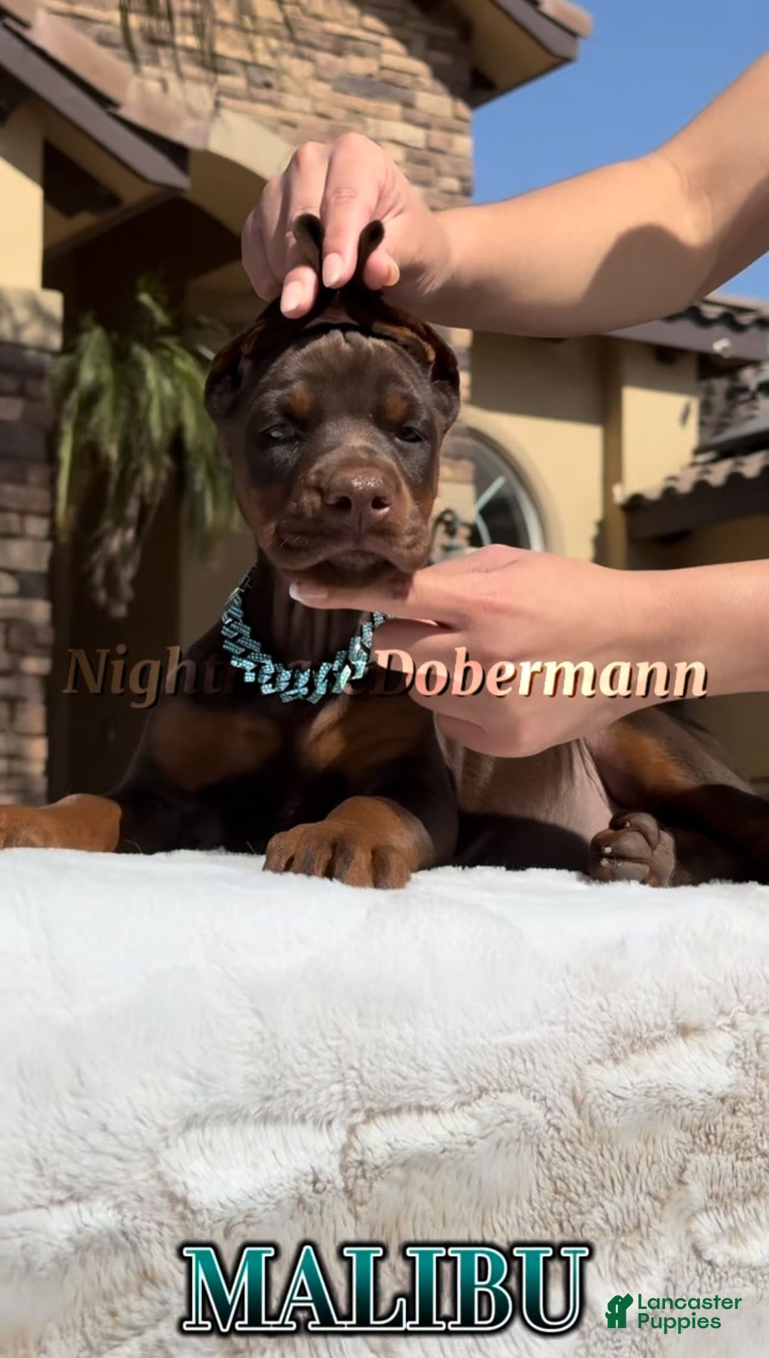 Doberman Pinscher dogs for sale: Malibu - Image 19