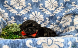 Havapoo dogs for sale: Holman - Image 5