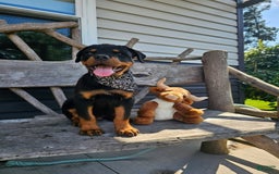 Rottweiler dogs for sale: Brutus - Image 4