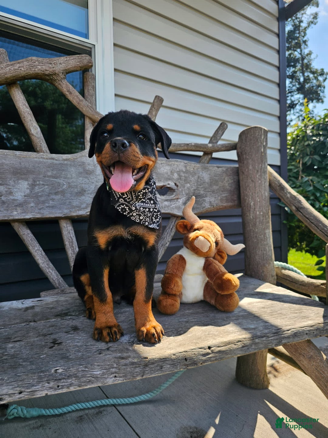 Rottweiler dogs for sale: Brutus - Image 4