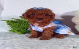 Cavapoo dogs for sale: Raven - Image 1