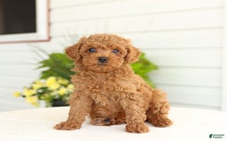 Miniature Poodle dogs for sale: Natalie - Image 1