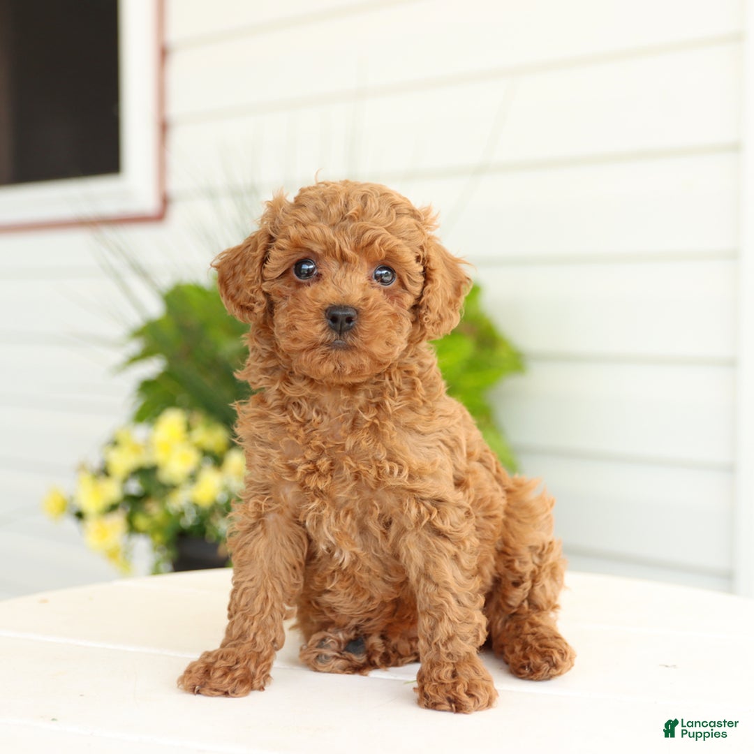 Miniature Poodle dogs for sale: Natalie - Image 1