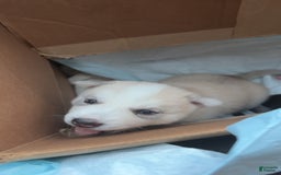 Siberian Husky dogs for sale: Boy Puppy - Image 8